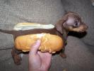 hot-dog_t1.jpg