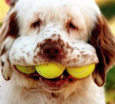tenis_dog.jpg